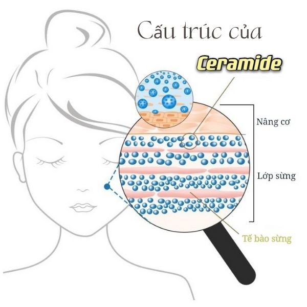 Ceramides giúp bảo vệ da