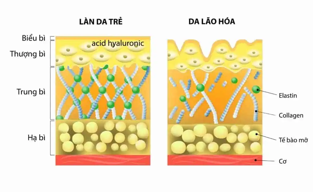 cấu trúc da