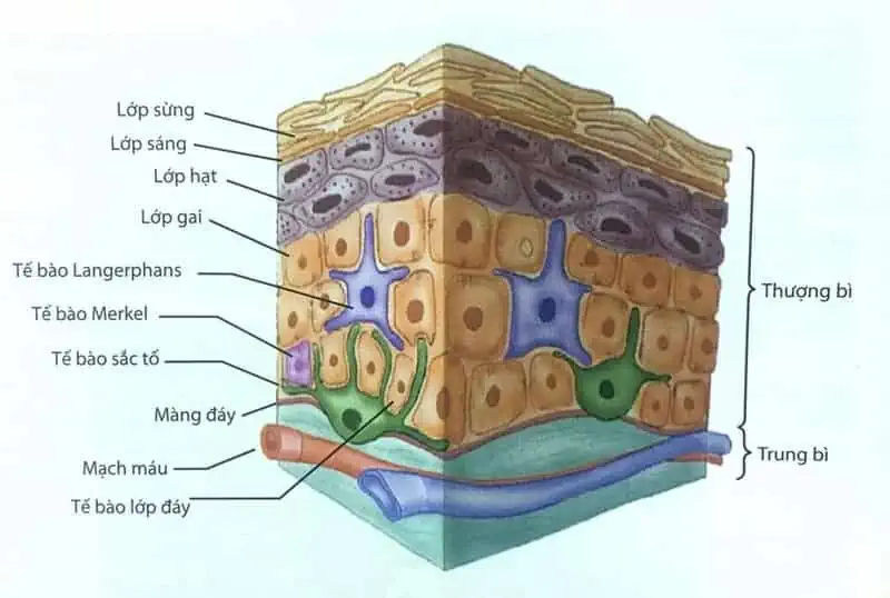 cấu trúc da