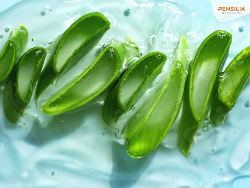 Nha đam (Aloe vera) là một loại cây có đặc tính chữa lành mạnh mẽ